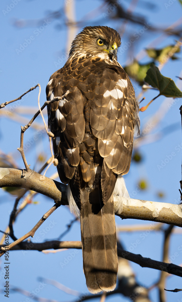 sharp-shinned hawk sharp-shinned hawk
