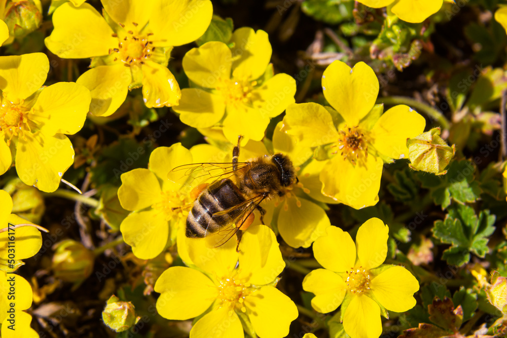 bee collects nectar from Potentilla arenaria, Tormentilla erecta, Potentilla laeta, Potentilla tormentilla, tormentil, septfoil, erect cinquefoil yellow small wildflowers melliferous plants bee collects nectar from Potentilla arenaria, Tormentilla erecta, Potentilla laeta, Potentilla tormentilla, tormentil, septfoil, erect cinquefoil yellow small wildflowers melliferous plants