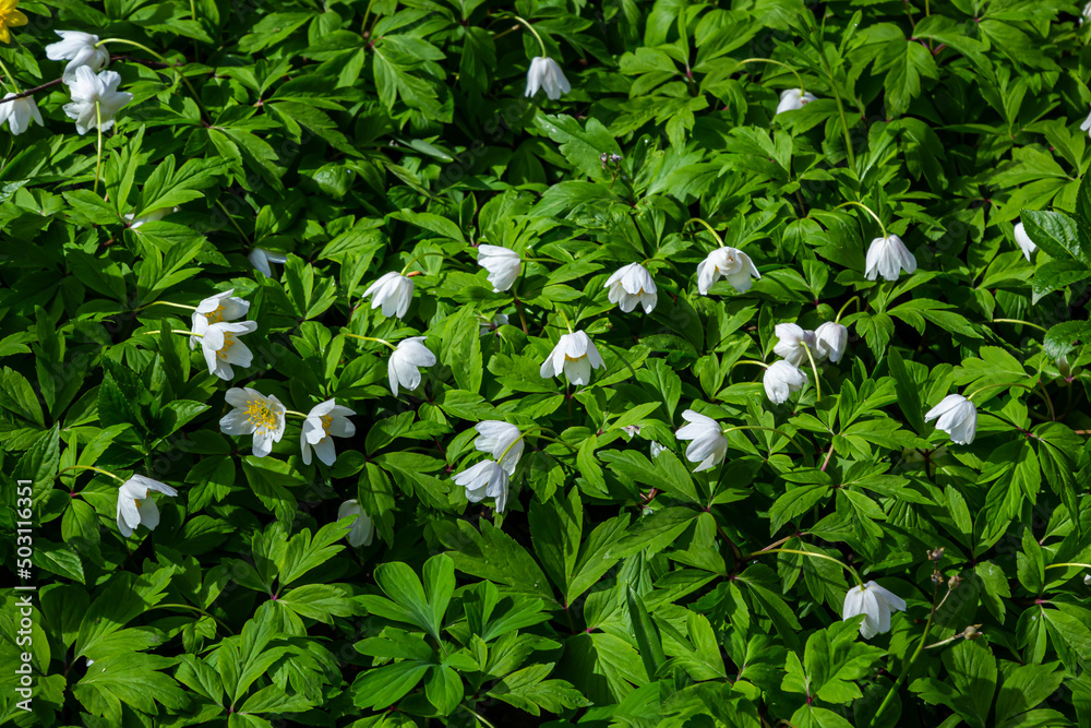 White flowers with the blurred background of trees and blue sky. In oak forest the beautiful anemone nemorosa is blooming. Floral seasonal wallpaper White flowers with the blurred background of trees and blue sky. In oak forest the beautiful anemone nemorosa is blooming. Floral seasonal wallpaper