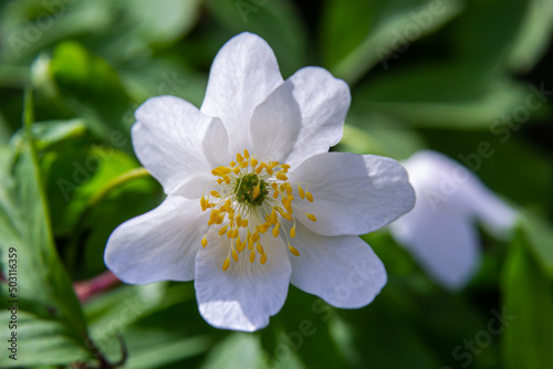 White flowers with the blurred background of trees and blue sky. In oak forest the beautiful anemone nemorosa is blooming. Floral seasonal wallpaper