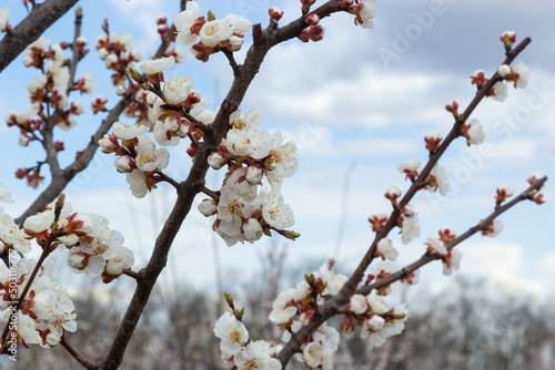 Bloom flower apricot tree. Apricot tree flowers with soft focus. Spring white flowers on a tree branch. Apricot tree in bloom