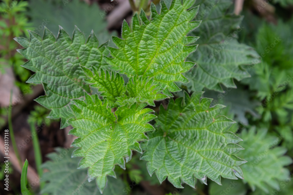 Bush of stinging-nettles. Nettle leaves. Top view. Botanical pattern. Greenery common nettle Bush of stinging-nettles. Nettle leaves. Top view. Botanical pattern. Greenery common nettle