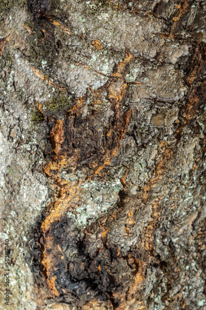 close up of the old bark texture pattern in the forest Vintage background close up of the old bark texture pattern in the forest Vintage background