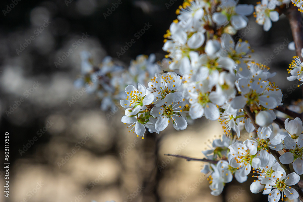 Prunus spinosa, called blackthorn or sloe, is a species of flowering plant in the rose family Rosaceae. Prunus spinosa, called blackthorn or sloe tree blooming in the springtime Prunus spinosa, called blackthorn or sloe, is a species of flowering plant in the rose family Rosaceae. Prunus spinosa, called blackthorn or sloe tree blooming in the springtime