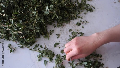 In Turkey, chopping madımak grass from herbal food, Madımak grass for yozgat madımak dish, photo