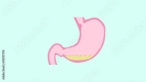 illustration of stomach internal organ vector