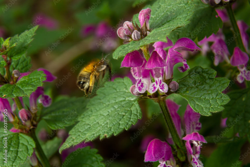 Large fluffy bumblebee closeup. Background with a bumblebee pollinating Lamium maculatum flowers Large fluffy bumblebee closeup. Background with a bumblebee pollinating Lamium maculatum flowers