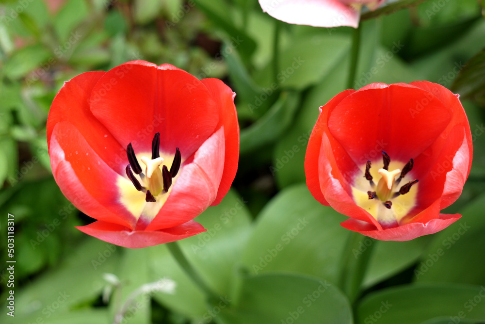 Zbliżenie kwiatu czerwonego tulipana Zbliżenie kwiatu czerwonego tulipana