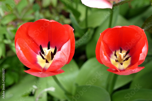 Zbli  enie kwiatu czerwonego tulipana 