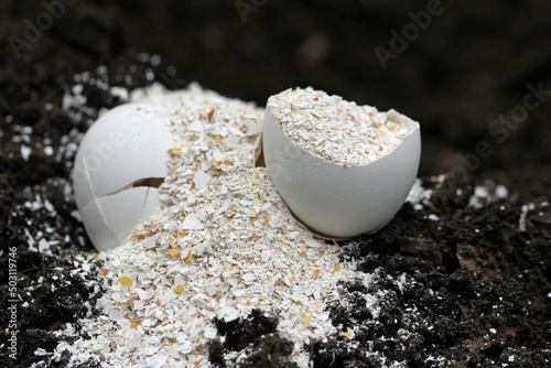 mortared egg Shells on a black earth background photo