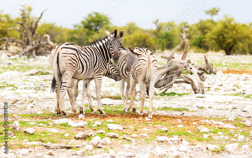 zebras look at the herd