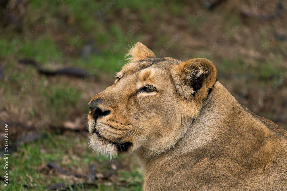 Majestic Asiatic Lion Portrait in green background. Male, female lion in nature in India. Majestic Asiatic Lion Portrait in green background. Male, female lion in nature in India.