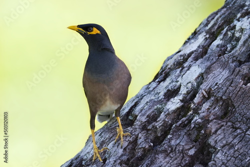 Common Mynah or Indian Mynah