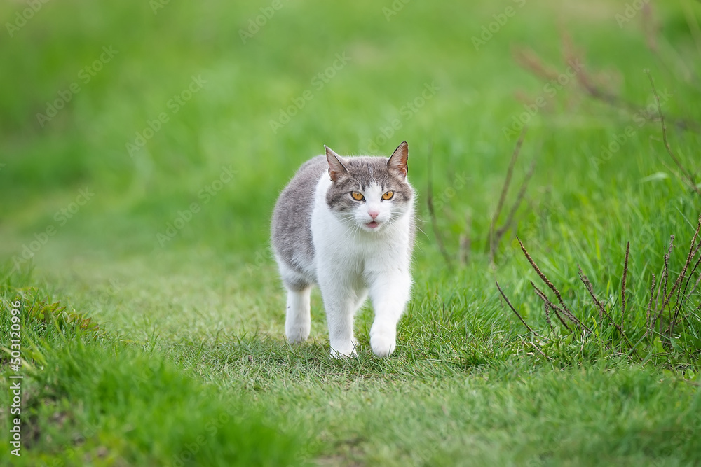 Cute cat playing in the park on rainy day Cute cat playing in the park on rainy day
