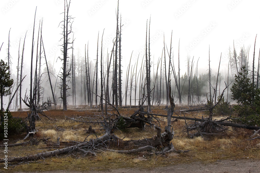 a burned out forest in Yellowstone National park, MT