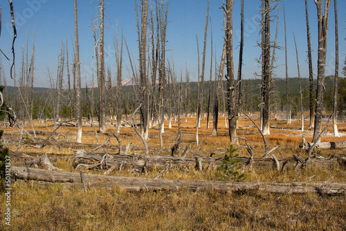 a burned out forest in Yellowstone National park, MT