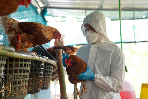 Veterinarians vaccinate against diseases in poultry such as farm chickens, H5N1 H5N6 Avian Influenza (HPAI), which causes severe symptoms and rapid death of infected poultry.
