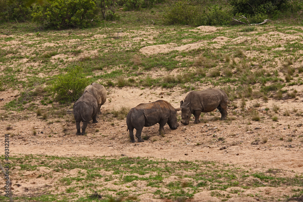 Dehorned White Rhino Ceratotherium simum 14796 Dehorned White Rhino Ceratotherium simum 14796