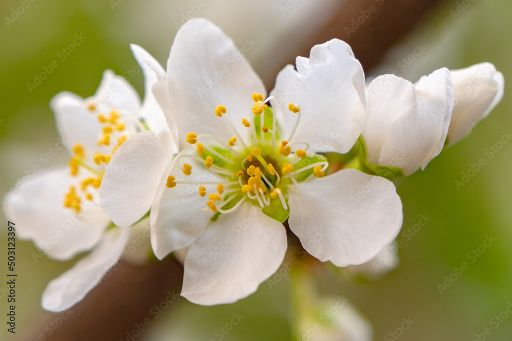 Obraz premium Flower branch in spring