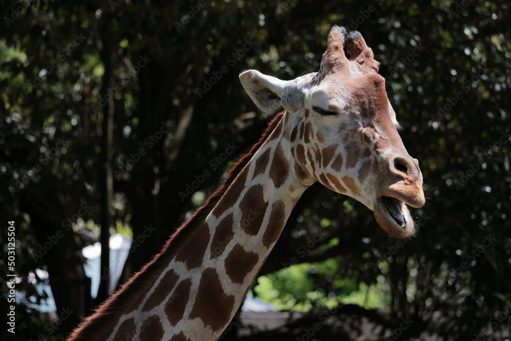 Obraz premium キリン 