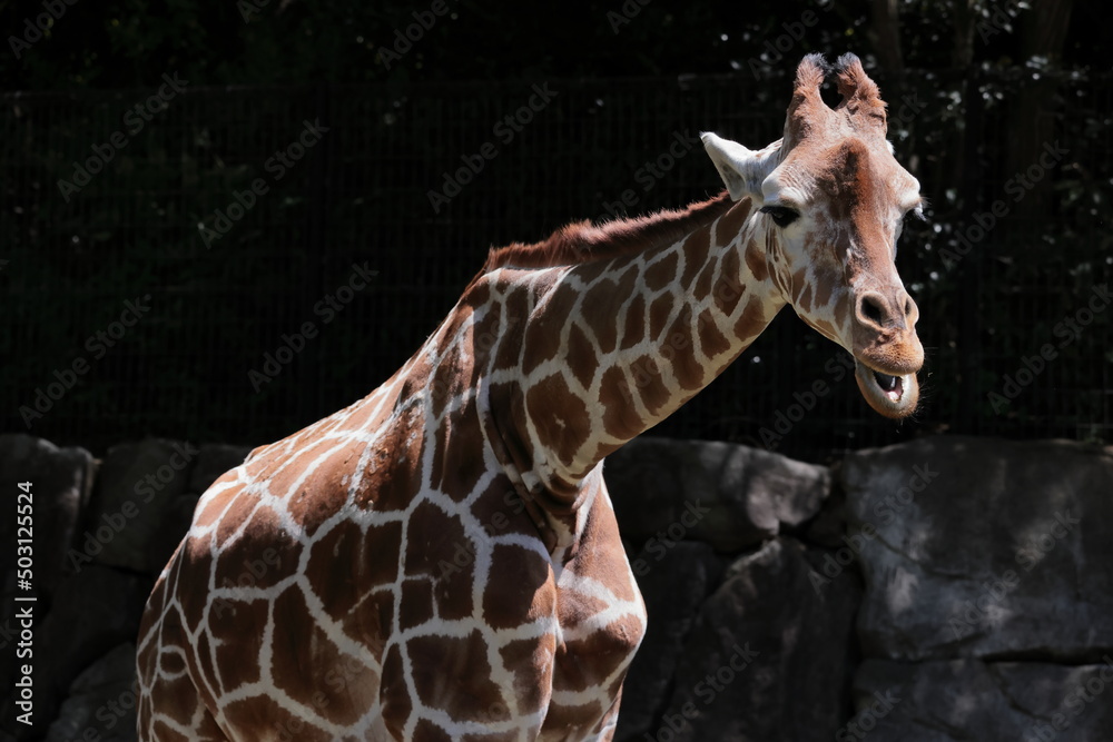 Obraz premium キリン 