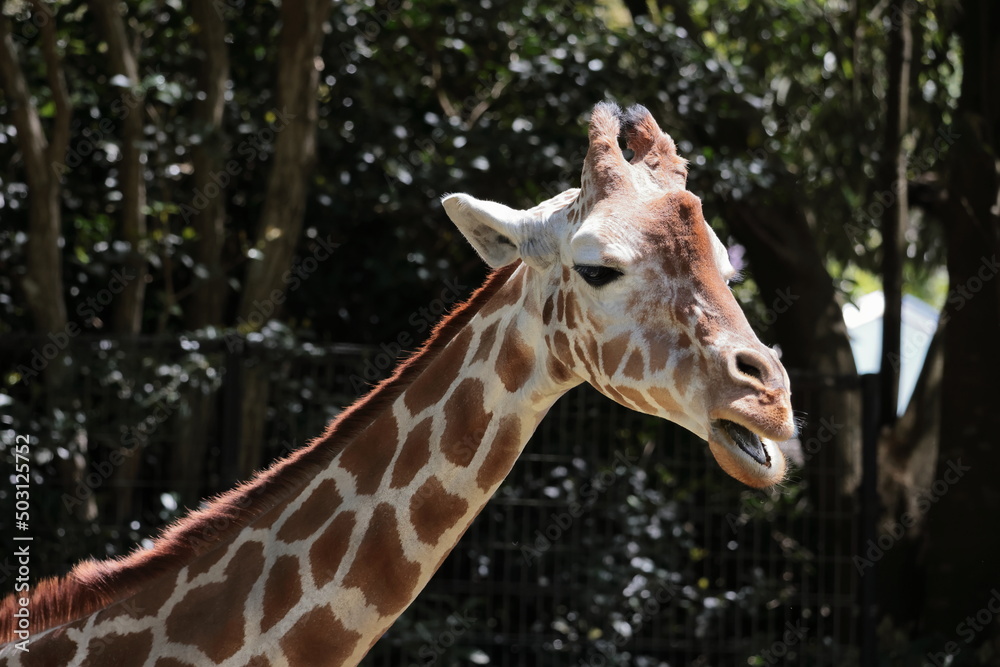 Obraz premium キリン 