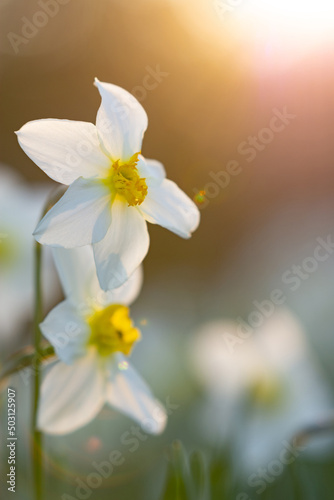 Fototapeta Naklejka Na Ścianę i Meble -  Daffodil flowers on a background of the Sun