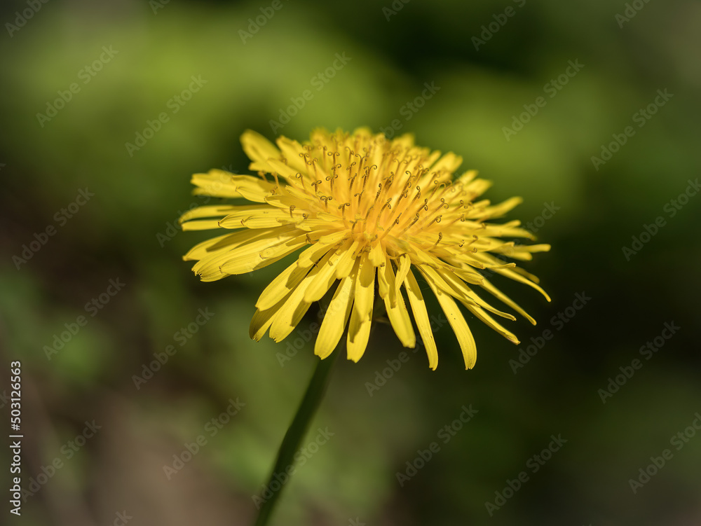Dandelions - Freestanding - Macro - on colored background