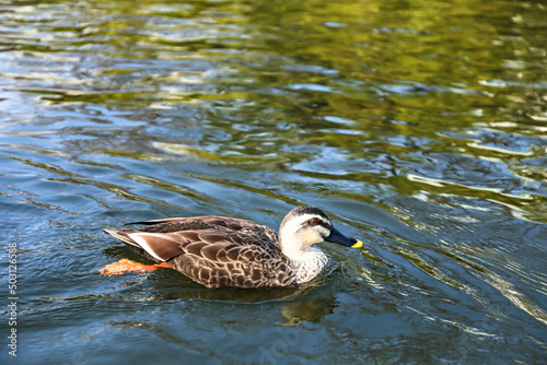 duck in the water