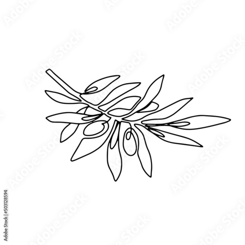 Hand drawn olive branch isolated on white background. Outline olive tree branch for menu, logo, greeting cards, patterns, web. Line art, one line.