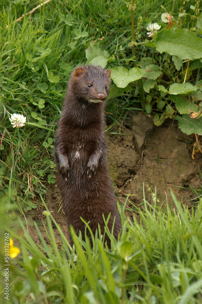 Fototapeta premium American Mink (Neovison vison) portrait