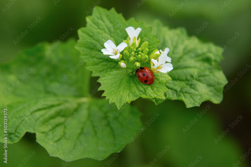 ladybug sitting on a green leaf ladybug sitting on a green leaf