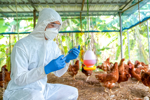 Bird flu, Veterinarians vaccinate against diseases in poultry such as farm chickens, H5N1 H5N6 Avian Influenza (HPAI), which causes severe symptoms and rapid death of infected poultry.
