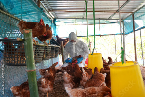 Bird flu, Veterinarians vaccinate against diseases in poultry such as farm chickens, H5N1 H5N6 Avian Influenza (HPAI), which causes severe symptoms and rapid death of infected poultry.
