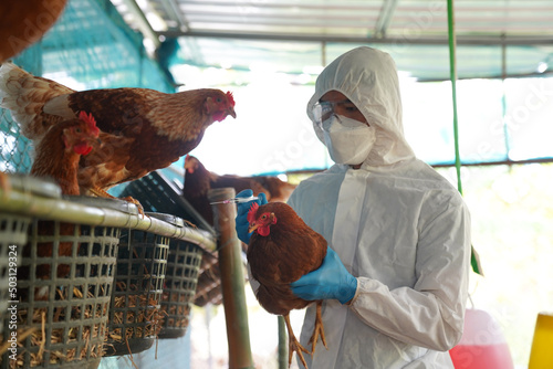 Valokuvatapetti Bird flu, Veterinarians vaccinate against diseases in poultry such as farm chickens, H5N1 H5N6 Avian Influenza (HPAI), which causes severe symptoms and rapid death of infected poultry