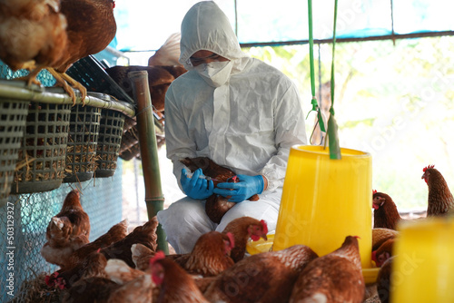 Bird flu, Veterinarians vaccinate against diseases in poultry such as farm chickens, H5N1 H5N6 Avian Influenza (HPAI), which causes severe symptoms and rapid death of infected poultry.
 photo