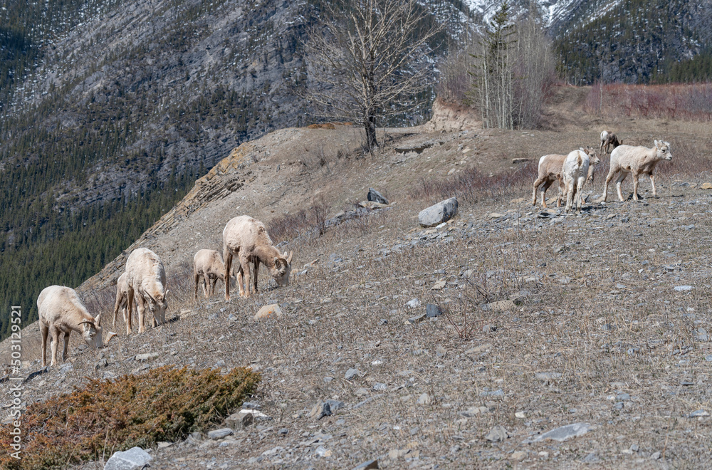 Fototapeta premium A herd of bighorn sheep (Ovis canadensis) grazing beside the highway near Exshaw, Alberta, Canada