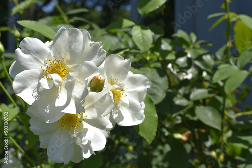 Closeup shot of burnet roses (Rosa pimpinellifolia) on a background of leaves on a sunny day photo