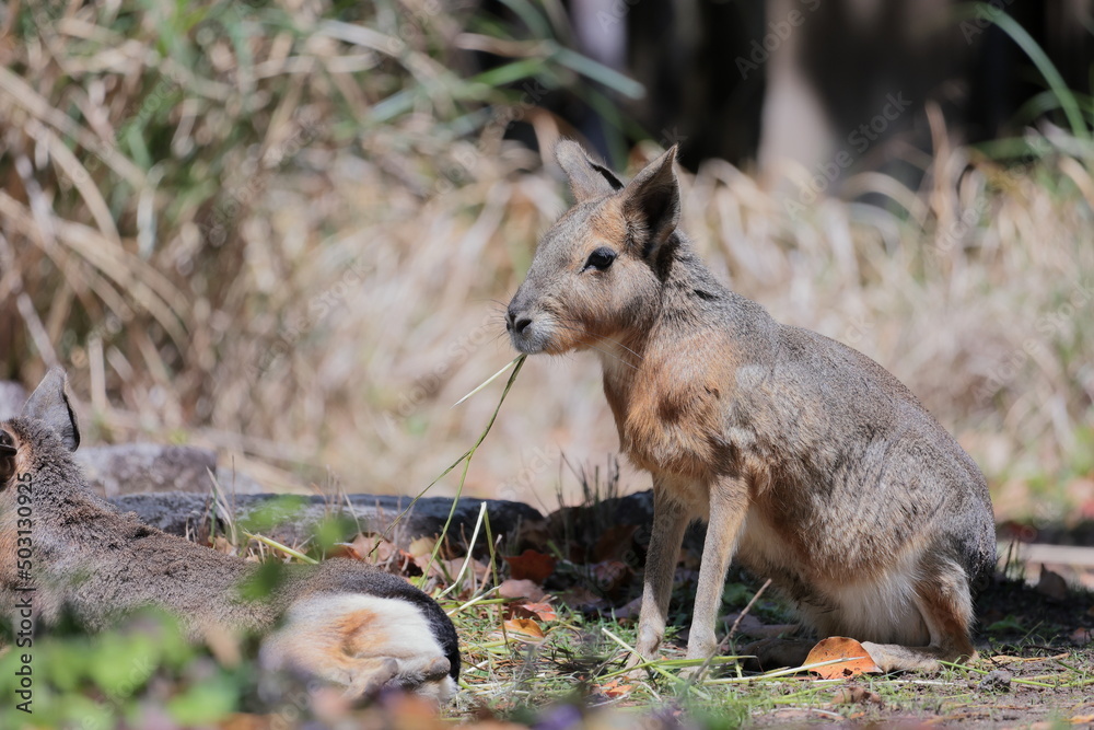 Naklejka premium マーラ