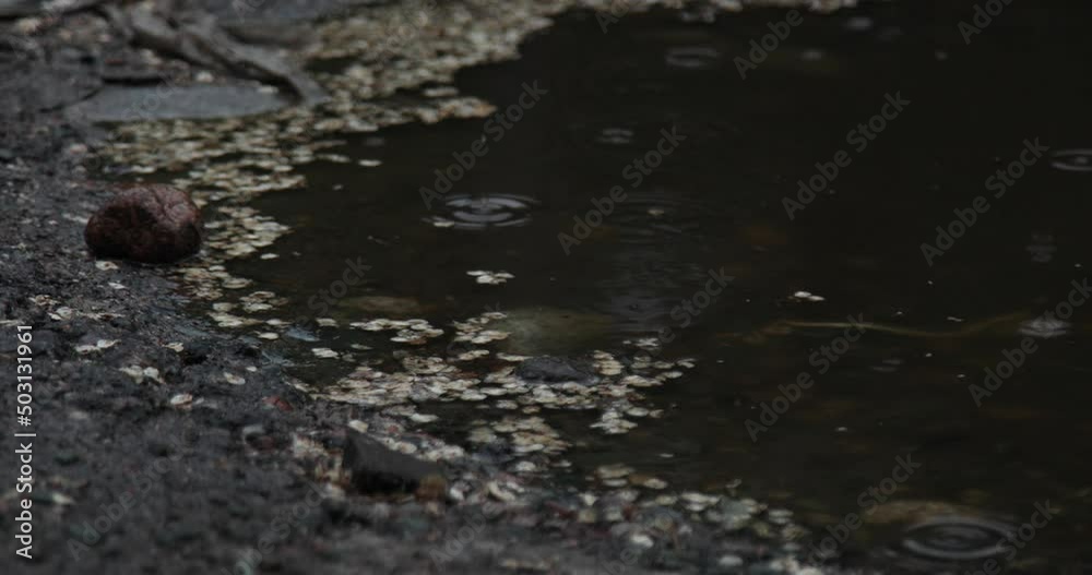 Closeup of dripping raindrops in a puddle in rainy day Closeup of dripping raindrops in a puddle in rainy day