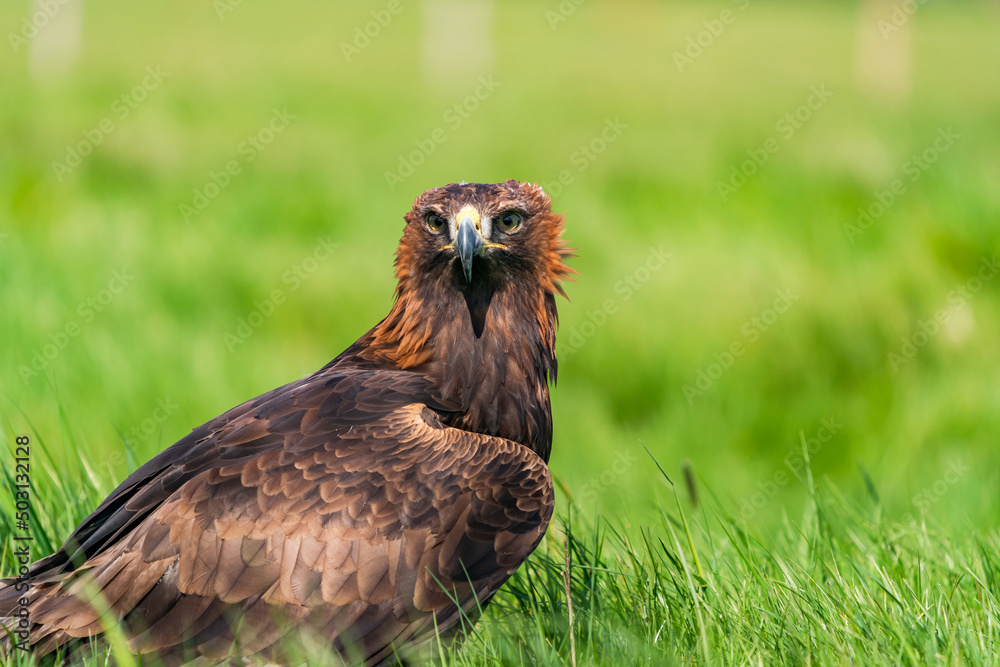 Golden Eagle (Aquila chrysaetos) - bird of prey from Family Accipitridae living in the Northern Hemisphere Golden Eagle (Aquila chrysaetos) - bird of prey from Family Accipitridae living in the Northern Hemisphere