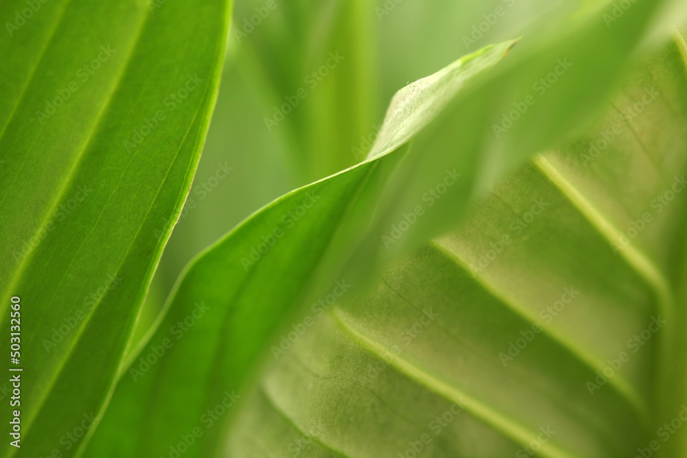 Soft focus blur green leaf copy space background. Soft focus blur green leaf copy space background.
