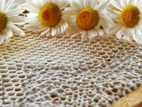 Close-up shot of golden honeycomb and chamomile flowers photo