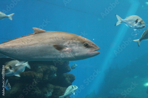 tuna fish swimming in ocean underwater known as bluefin tuna, Atlantic bluefin tuna (Thunnus thynnus) , northern bluefin tuna, giant bluefin or tunny - stock photo, stock photograph, image picture © cheekylorns