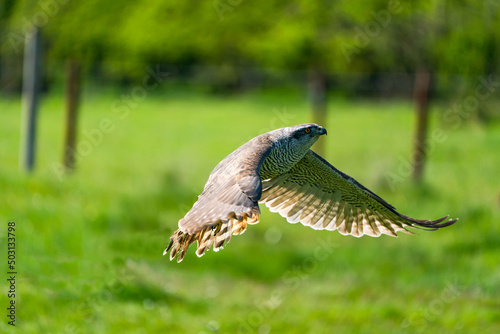 The northern goshawk (Accipiter gentilis) in flight - a species of medium-large raptor in the family Accipitridae. Selective focus