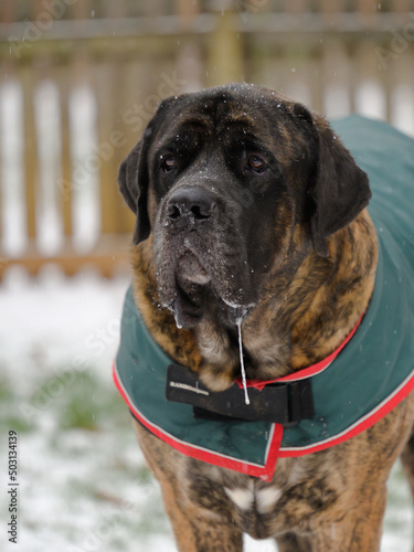 English mastiff with slobber