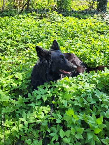 black herding dog, breed 