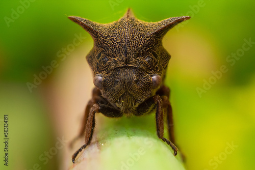 Thorn-hopper (Centrotus cornutus)  photo