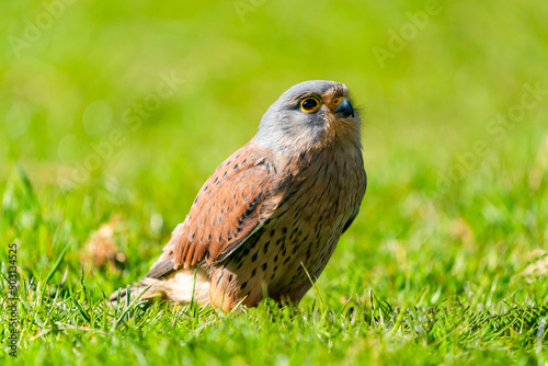 Common kestrel  Falco tinnunculus  -  bird of prey species belonging to the kestrel group of the falcon family Falconidae