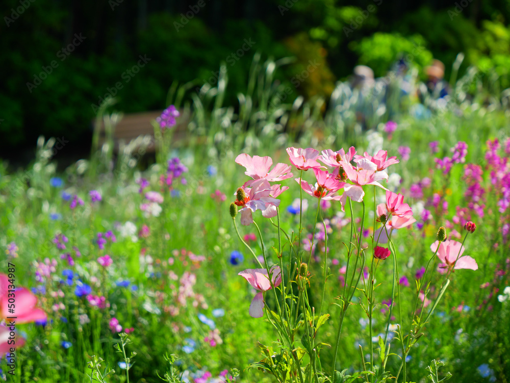 Obraz premium 日本、神奈川県、横浜市、初夏、里山ガーデンの花畑
